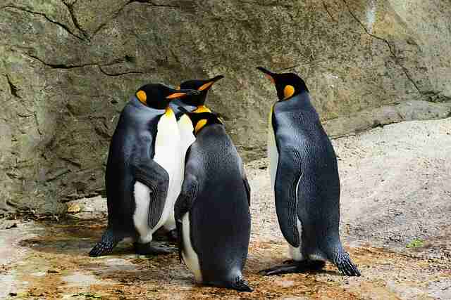 Four king penguins gathering together.