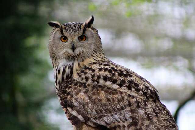 A long-eared owl .