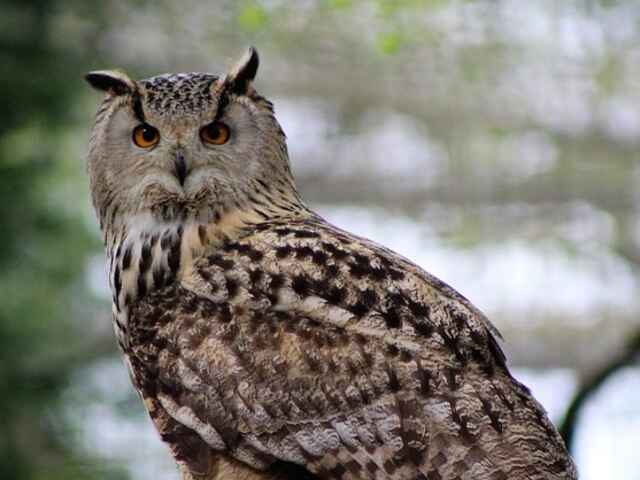 A long-eared owl.