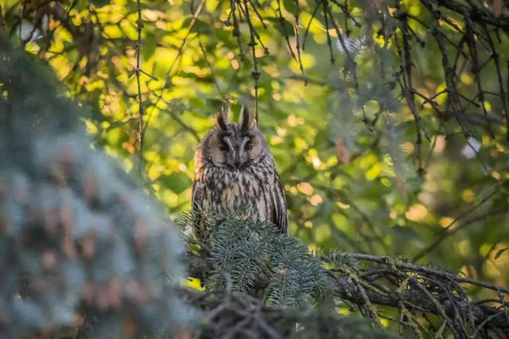 A long-eared owl hiding in a tree.