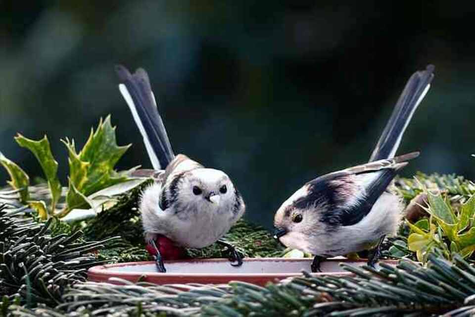 A pair of Long-tailed tits perched on a birdbath.