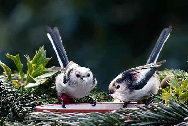 Two long-tailed tits drinking water.