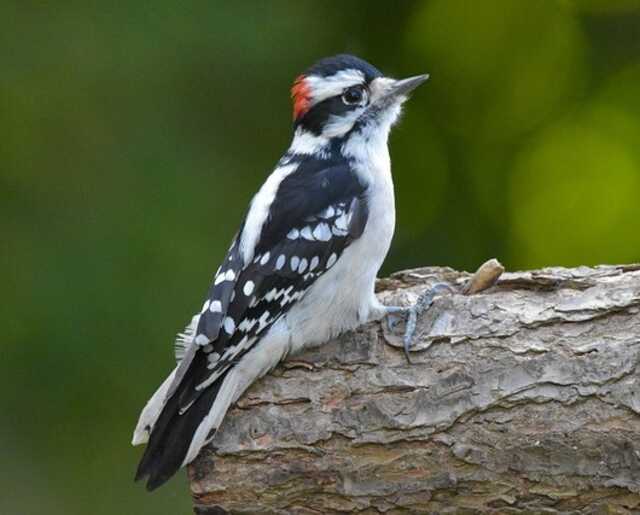A downy woodpecker perched ona tree.