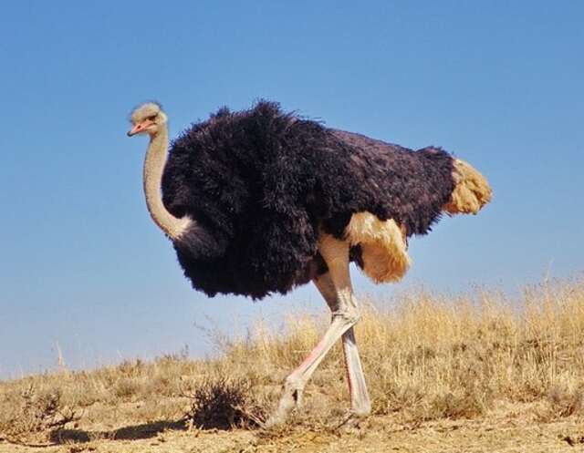 An Ostrich walking around.