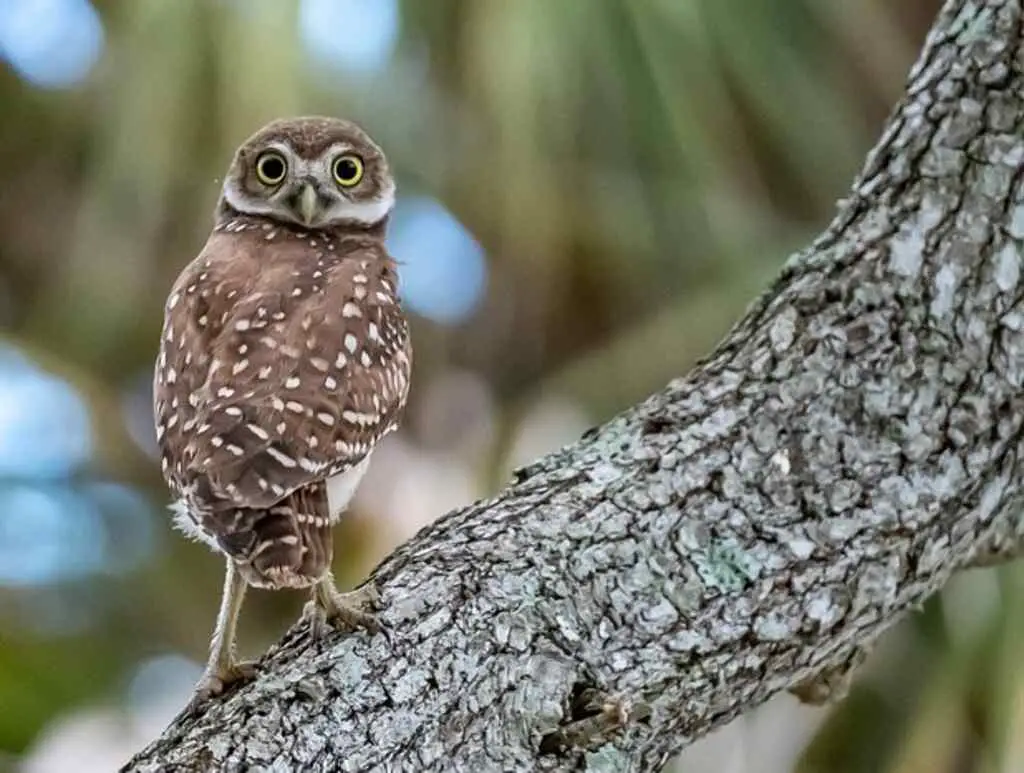 A burrowing owl perched on a tree in Arkansas.