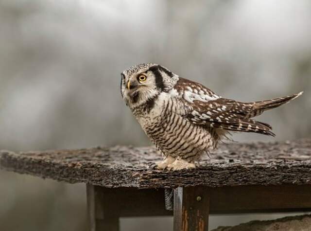 A Northern Hawk Owl perched on a platform.