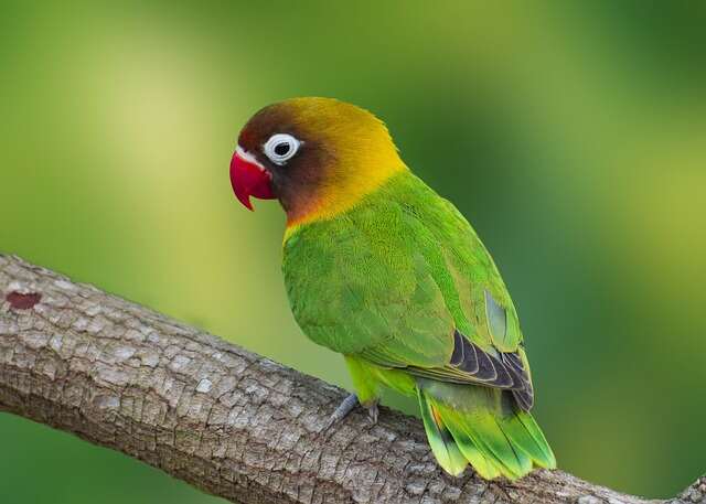 A colorful parrot perched on a tree branch.