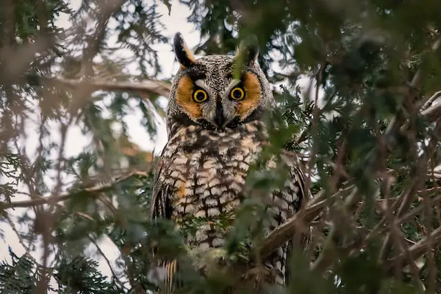 A long-eared owl perched on a tree.