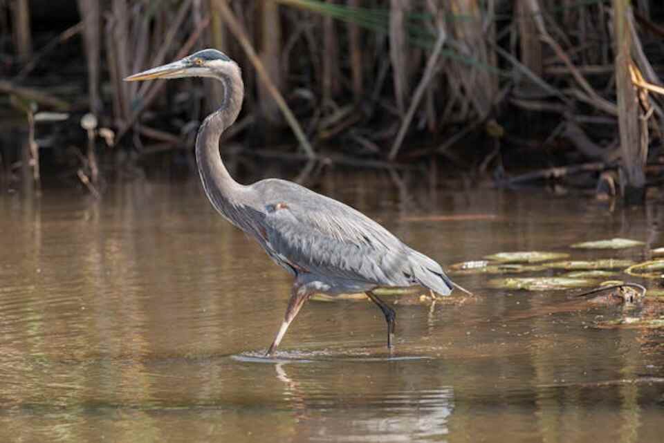 A Great Blue Heron walking through water.