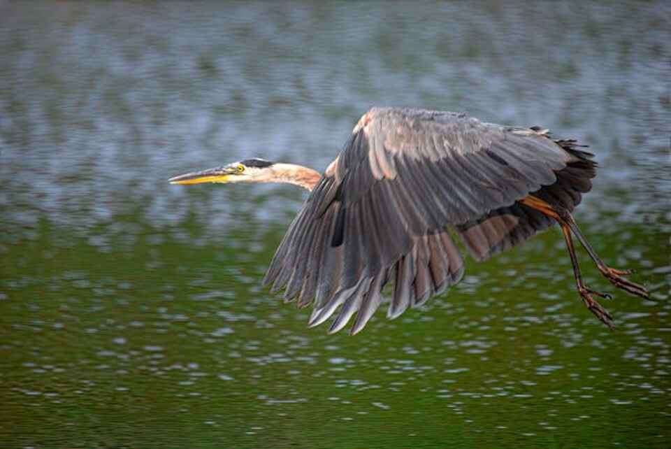 A Great Blue Heron flying over a river.