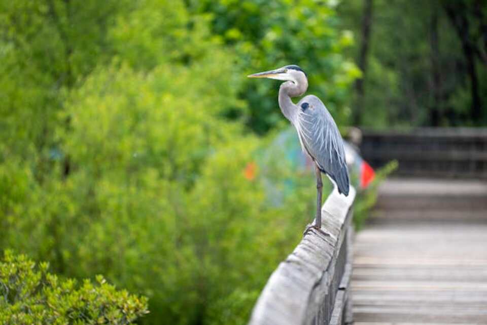 A Great Blue Heron perched on a railing.