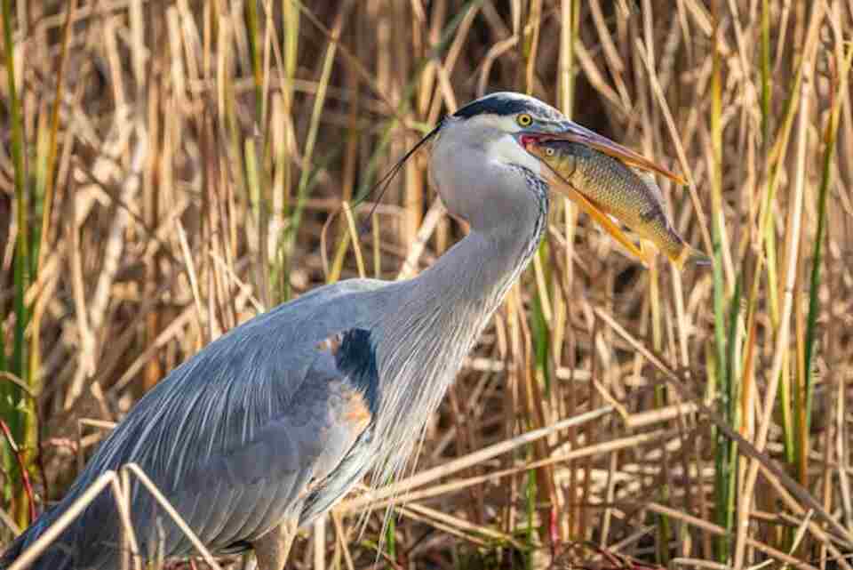 A Great Blue Heron eating a fish.