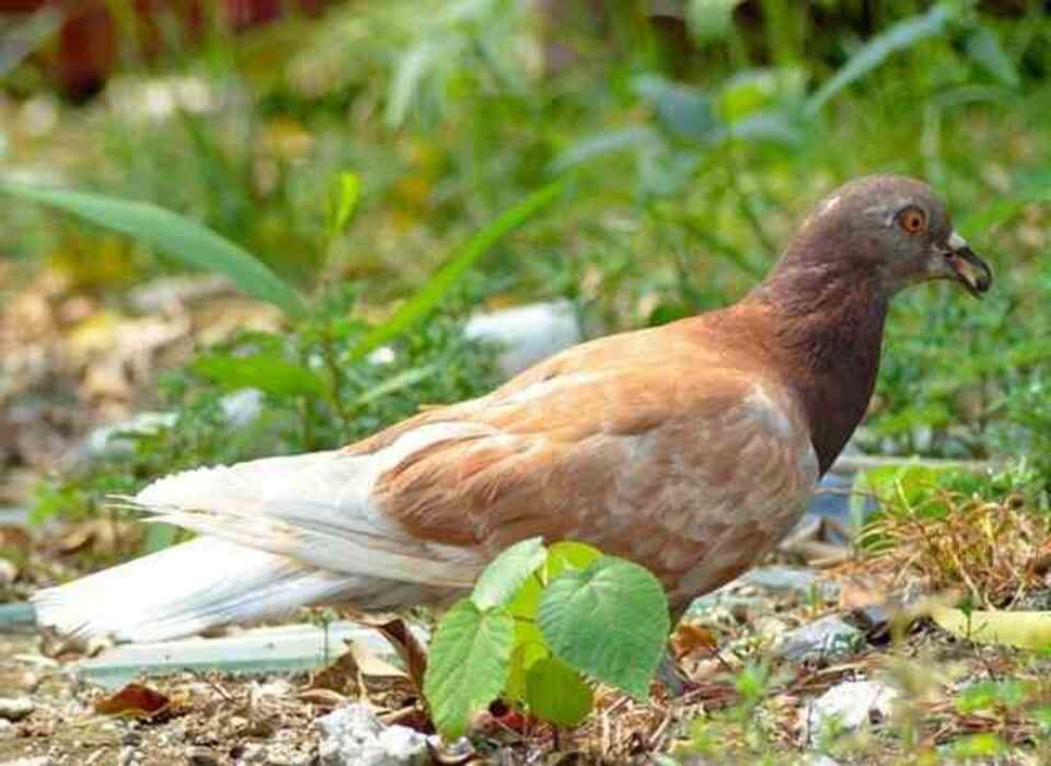 A pigeon using its tongue to eat food.