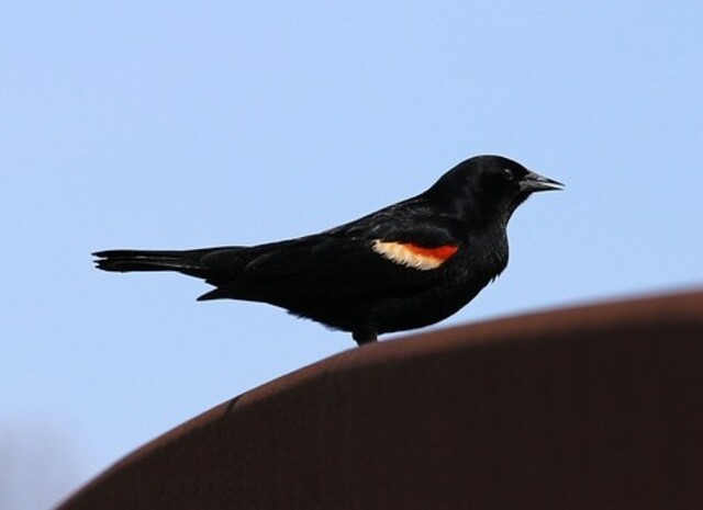 A Red-winged blackbird perched on a roof.