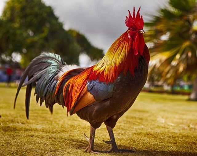 A Rooster standing still.