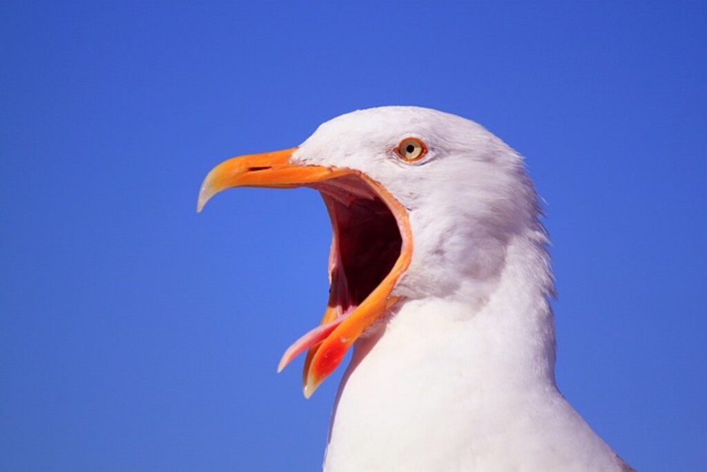 A seagull with its mouth open, exposing its tongue.
