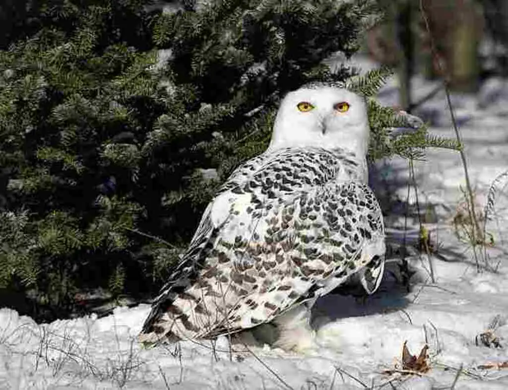 A snowy owl foraging in the snow.
