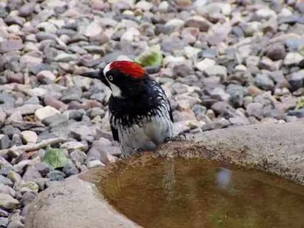 An Acorn Woodpecker perched onto the side of a bird bath.
