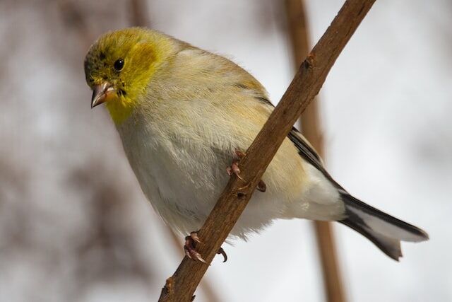 An American Goldfinch perched on a tree branch in winter.