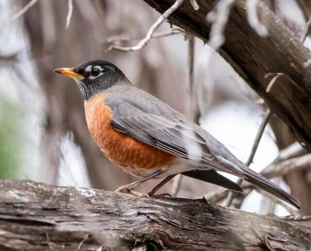 An American Robin perched in a tree in winter.