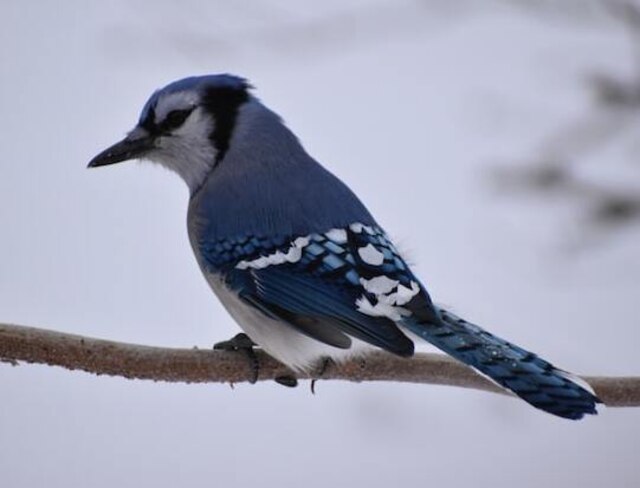 A blue jay perched on a tree branch in winter.