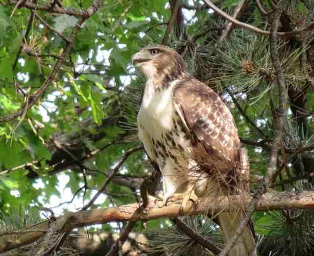 A Broad-winged Hawk perched in a tree.