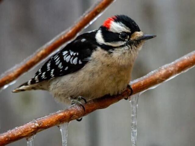 A Downy Woodpecker perched on a tree branch in winter.