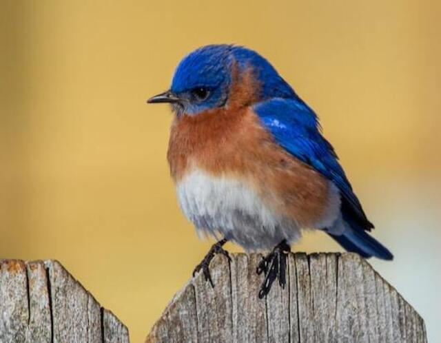 An Eastern Bluebird perched on a wood fence.