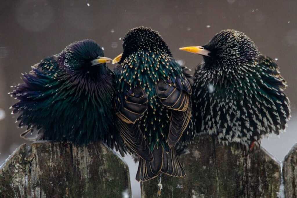 Three European starlings trying to stay warm while perched on a fence in winter.