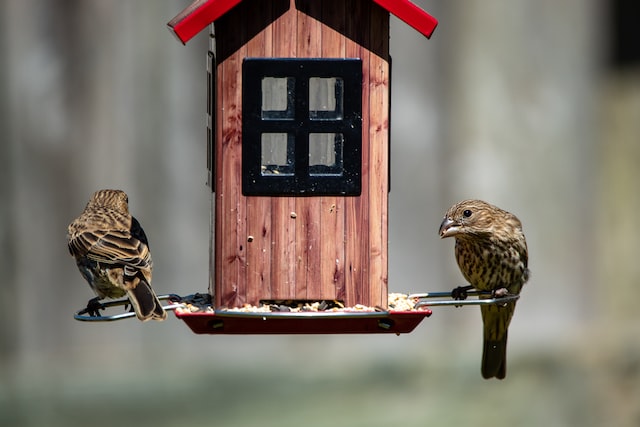 Two female house finches perched on a bird feeder eating an assortment of seeds.