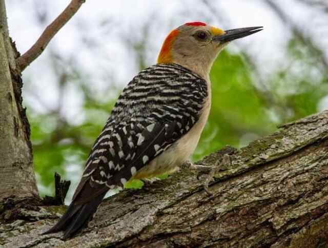 A Golden-fronted Woodpecker perched on a tree.