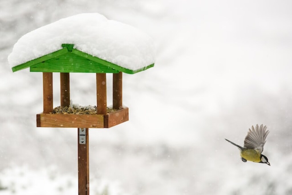 A Great Tit eating chia seeds from a bird feeder in winter.