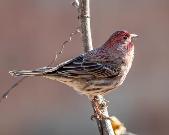 A House Finch perched on a tree branch in winter.