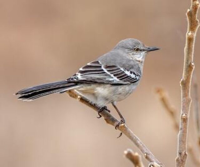 A Northern Mockingbird perched on a tree branch in winter.