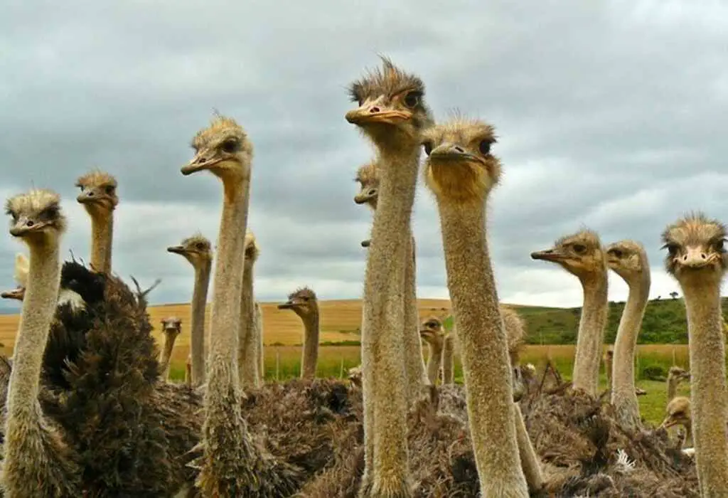A group of ostriches standing around.