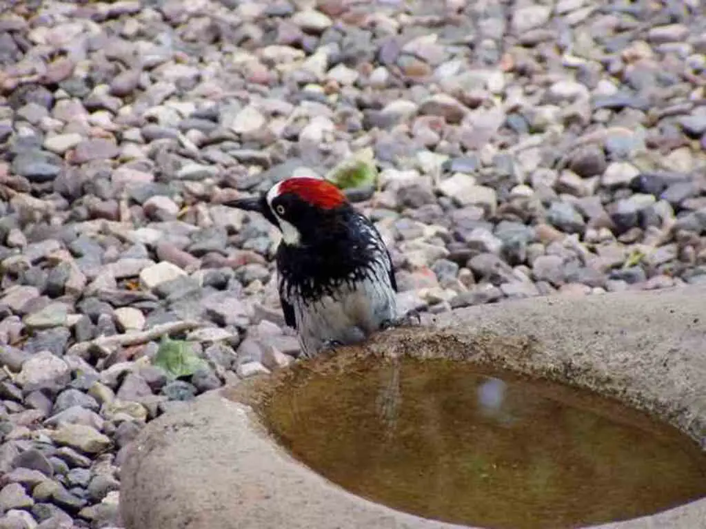 An acorn woodpecker in Nebraska drinking water from a birdbath.