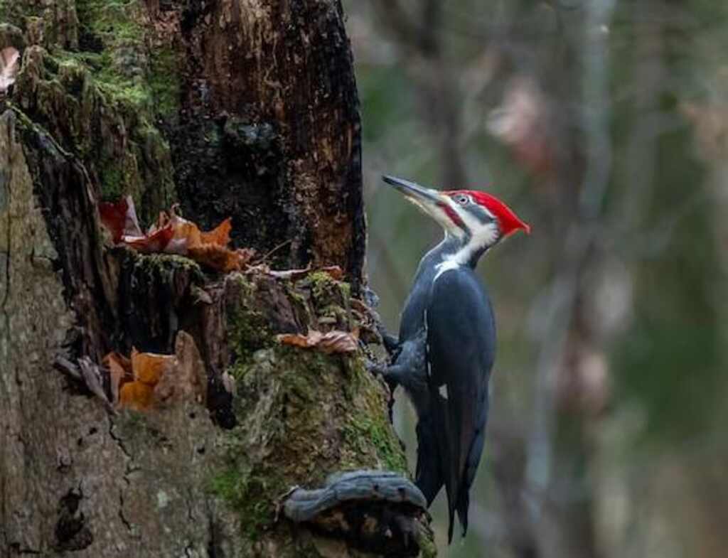 A pileated woodpecker perched onto the side of a tree.