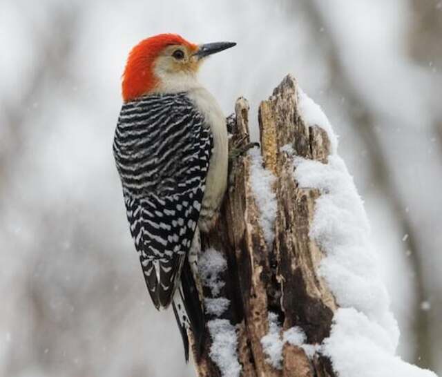 A Red-bellied woodpecker perched on a rotting tree in winter.