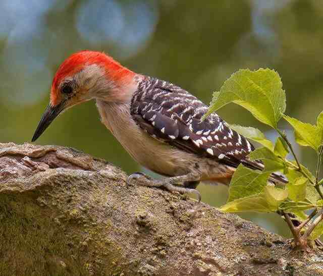 A Red-bellied woodpecker perched on a tree looking for insects to eat.