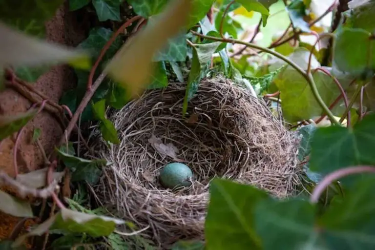 What Do Birds Use To Build Their Nests? A Mysterious Art!