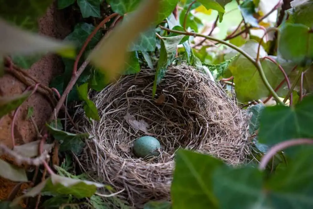 A Robin's cup nest with a blue egg inside.