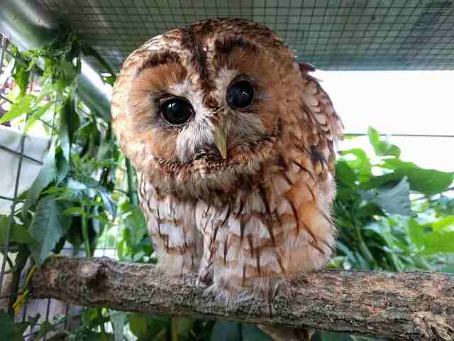 A Tawny Owl perched on a branch.