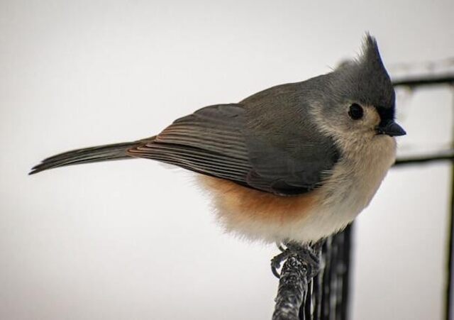 A Tufted Titmouse perched on a metal railing in winter.