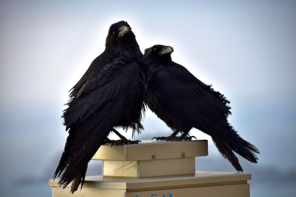Close up ravens resting on post during daytime