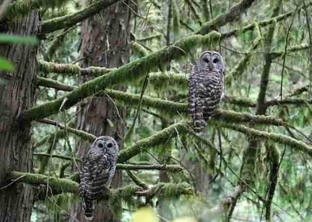Two owls perched in a tree.