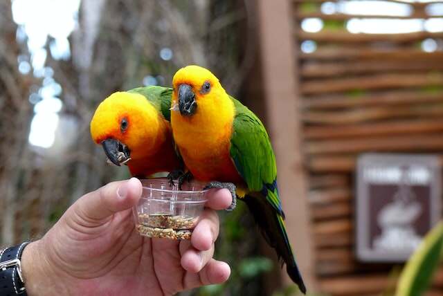 Two parrots perched on a person's hand eating chia seeds and mix.