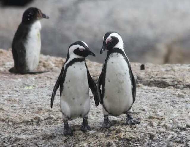 Two penguins socializing together.