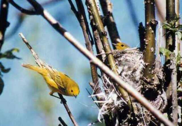 A yellow warbler nesting in a tree.