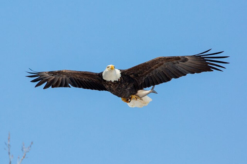 A Bald Eagle with a fish in its talons.