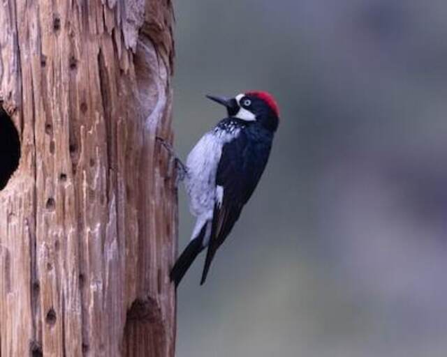 An acorn woodpecker drilling a hole into the side of a tree.